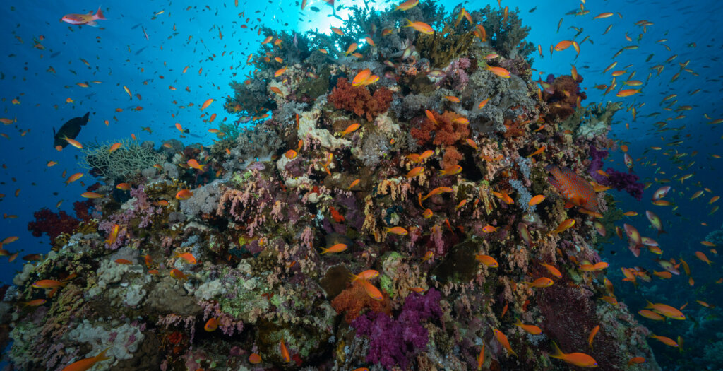 Ras Mohamed National Park diving coral reef and fishes