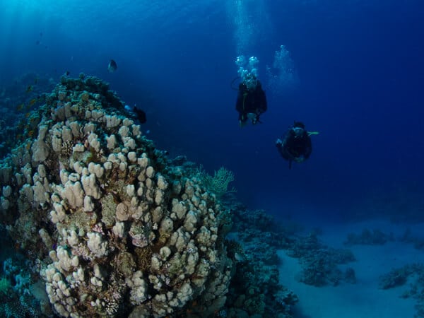 Gordon Reef massive porites