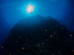 Shark Reef pictures - looking up to the surface from the deep on shark reef wall