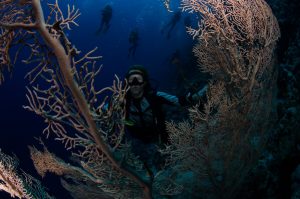 Thomas reef